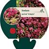 Sedum spurium 'Fuldaglut' Pot 9 cm