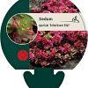 Sedum spurium 'Schorbuser Blut' Pot 9 cm