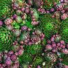 Sempervivum tectorum Pot 9 cm