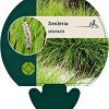 Sesleria autumnalis Pot 9 cm