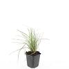Sesleria autumnalis Pot 9 cm