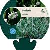 Sesleria caerulea Pot 9 cm