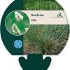 Sesleria nitida Pot 9 cm