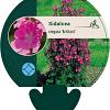 Sidalcea oregana 'Brilliant' Pot 9 cm