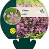 Silene schafta Pot 9 cm
