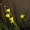 Sisyrinchium californicum Pot 9 cm