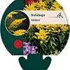Solidago 'Goldkind' Pot 9 cm
