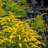 Solidago 'Goldkind' Pot 9 cm