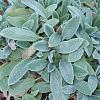 Stachys byzantina Pot 9 cm