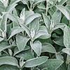 Stachys byzantina 'Big Ears' Pot 9 cm
