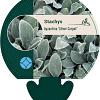 Stachys byzantina 'Silver Carpet' Pot 9 cm