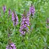 Stachys palustris Pot 9 cm