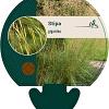 Stipa gigantea Pot 9 cm