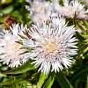 Stokesia laevis 'Alba' Pot 9 cm