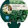 Symphytum grandiflorum Pot 9 cm
