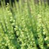 Tellima grandiflora Pot 9 cm