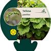 Tellima grandiflora Pot 9 cm
