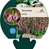 Teucrium lucidrys Pot 9 cm