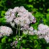 Thalictrum aquilegifolium Pot 9 cm