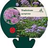 Thalictrum aquilegifolium Pot 9 cm