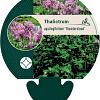 Thalictrum a. 'Thundercloud' Pot 9 cm