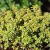 Thymus citriod. 'Aureus' Pot 9 cm