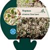 Thymus citriod. 'Silver Queen' Pot 9 cm