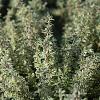 Thymus citriod. 'Silver Queen' Pot 9 cm