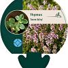 Thymus 'Doone Valley' Pot 9 cm