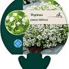 Thymus praecox 'Albiflorus' Pot 9 cm