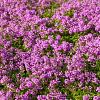 Thymus praecox 'Coccineus' Pot 9 cm