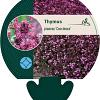 Thymus praecox 'Coccineus' Pot 9 cm