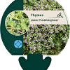 Thymus praecox 'Pseudolanuginosus' Pot 9 cm