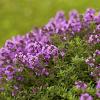 Thymus praecox 'Purple Beauty' Pot 9 cm