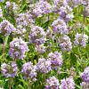 Thymus serpyllum Pot 9 cm