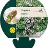 Thymus serpyllum Pot 9 cm