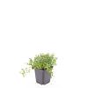 Thymus serpyllum Pot 9 cm