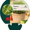 Thymus vulgaris Pot 9 cm