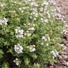 Thymus vulgaris Pot 9 cm