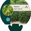 Thymus v. 'Compactus' Pot 9 cm