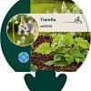 Tiarella cordifolia Pot 9 cm