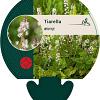 Tiarella wherryi Pot 9 cm