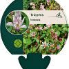 Tricyrtis formosana Pot 9 cm