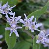 Tricyrtis hirta Pot 9 cm