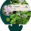 Tricyrtis hirta Pot 9 cm