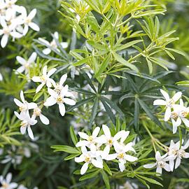 47430 g 012 choisya ternata white dazzler ab 0414 0462. (1)