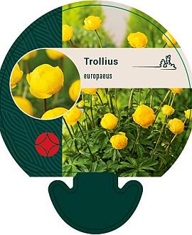 Trollius europaeus Pot 9 cm