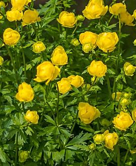 Trollius europaeus Pot 9 cm