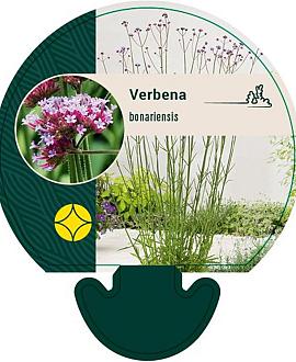 Verbena bonariensis Pot 9 cm