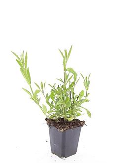 Verbena bonariensis Pot 9 cm